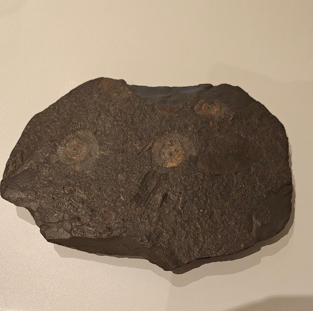 Ammonietcluster, Ophalen
