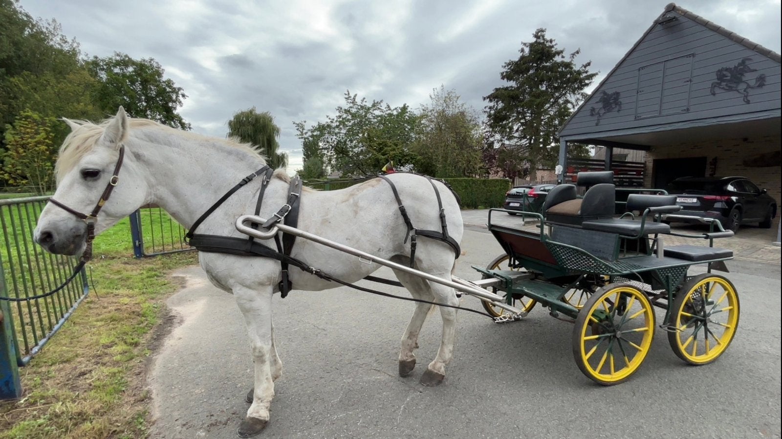 Paardenkoets inclusief tuig te koop, Utilisé, Calèche marathon, Cheval