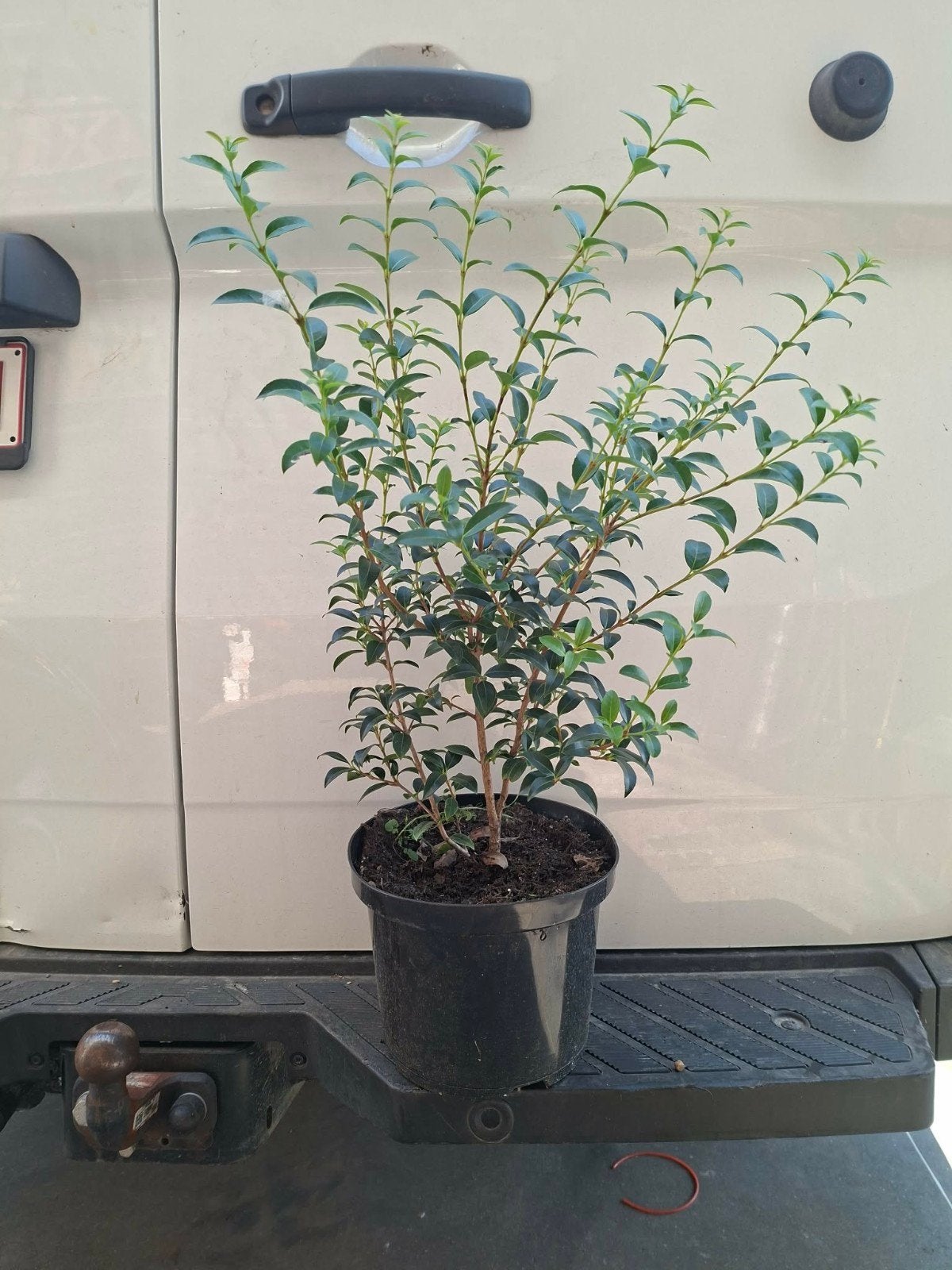 ‼️osmanthus Burkwoodii aan promoprijzen ‼️, Tuin en Terras, Planten | Struiken en Hagen, Ophalen