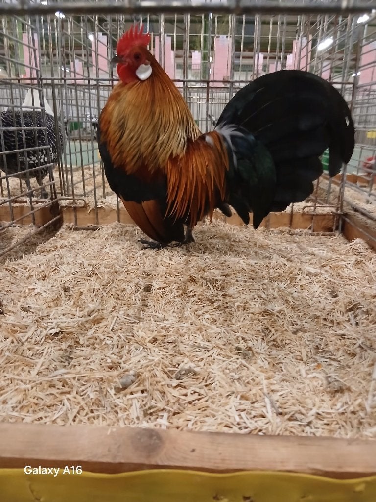 Hollandse kriel kippen, Plusieurs animaux, Poule ou poulet