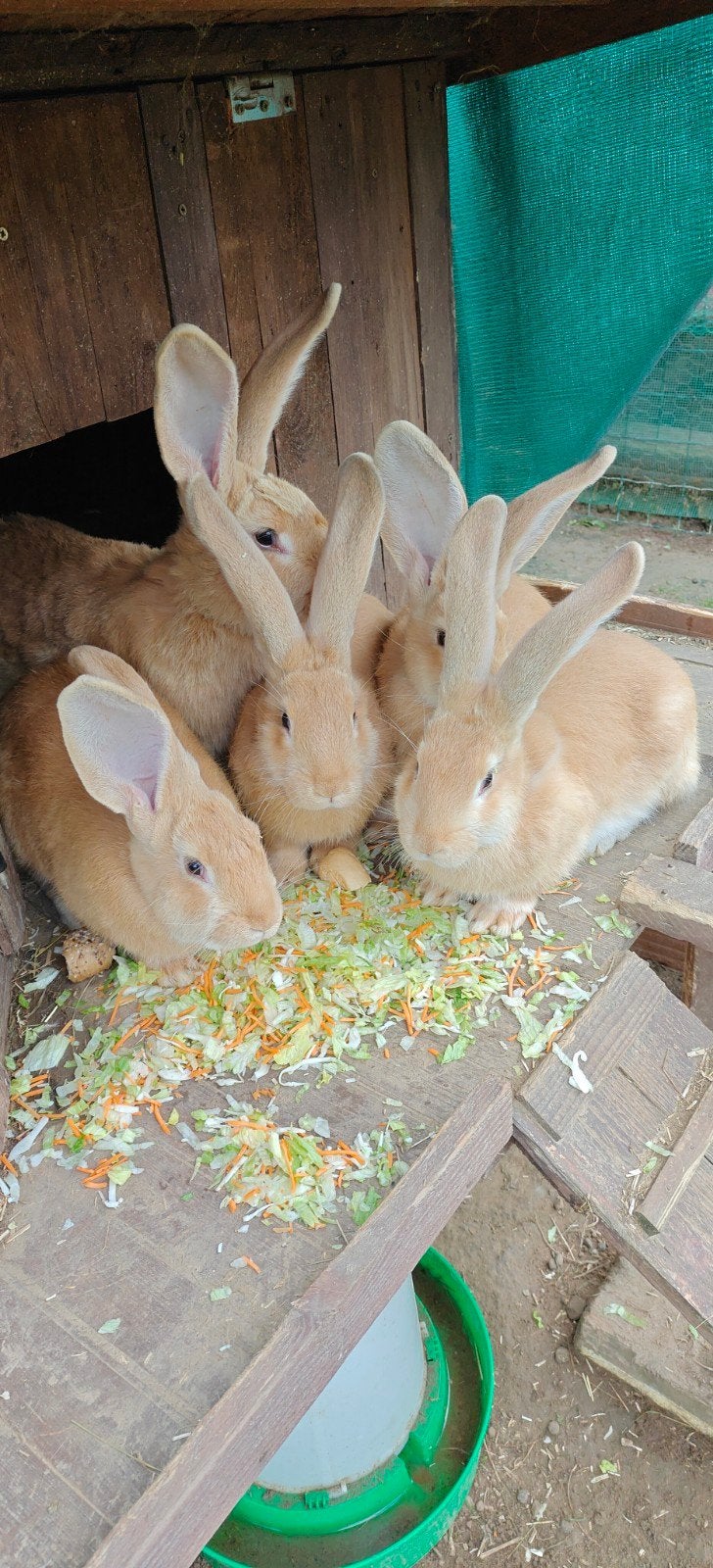 gele, raszuivere Vlaamse reuzen, Dieren en Toebehoren, Mannelijk, Groot, 0 tot 2 jaar