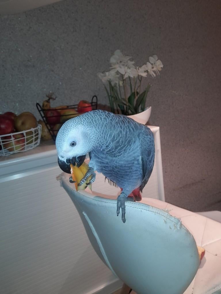 Perroquet gris du gabon, Mâle, Perroquet, Parleur