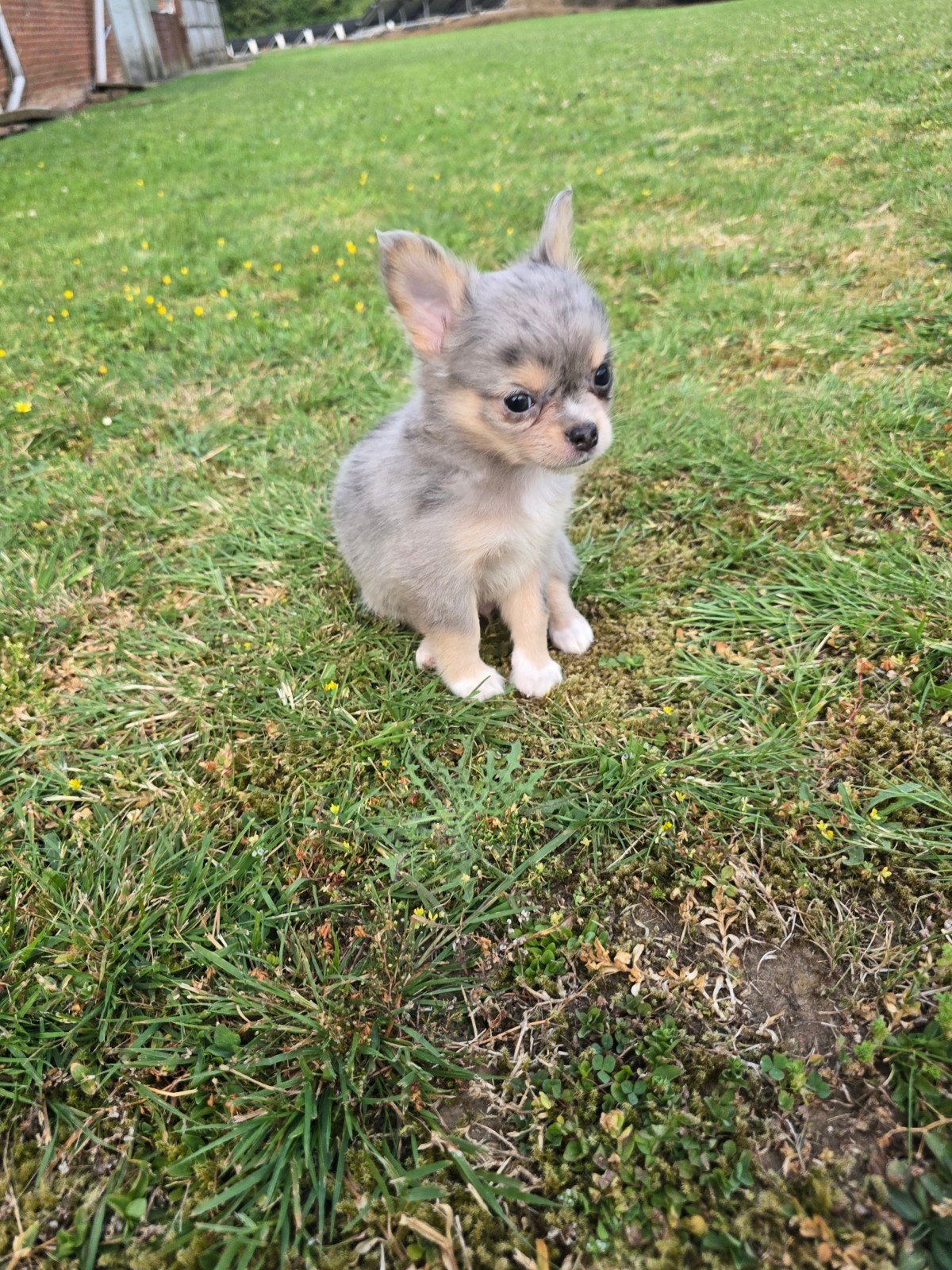 Zilver kleur langhaar merle reutje, Dieren en Toebehoren, Honden | Chihuahua's en Gezelschapshonden, Reu, Chihuahua, Fokker | Professioneel