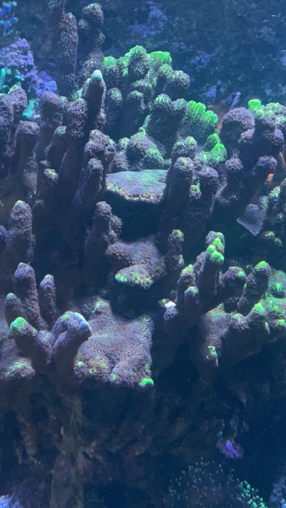Montipora confusa