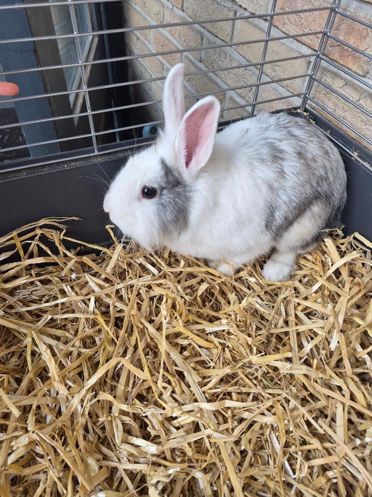 Konijnen, Dieren en Toebehoren, Konijnen, Klein, Vrouwelijk, 0 tot 2 jaar, Hangoor