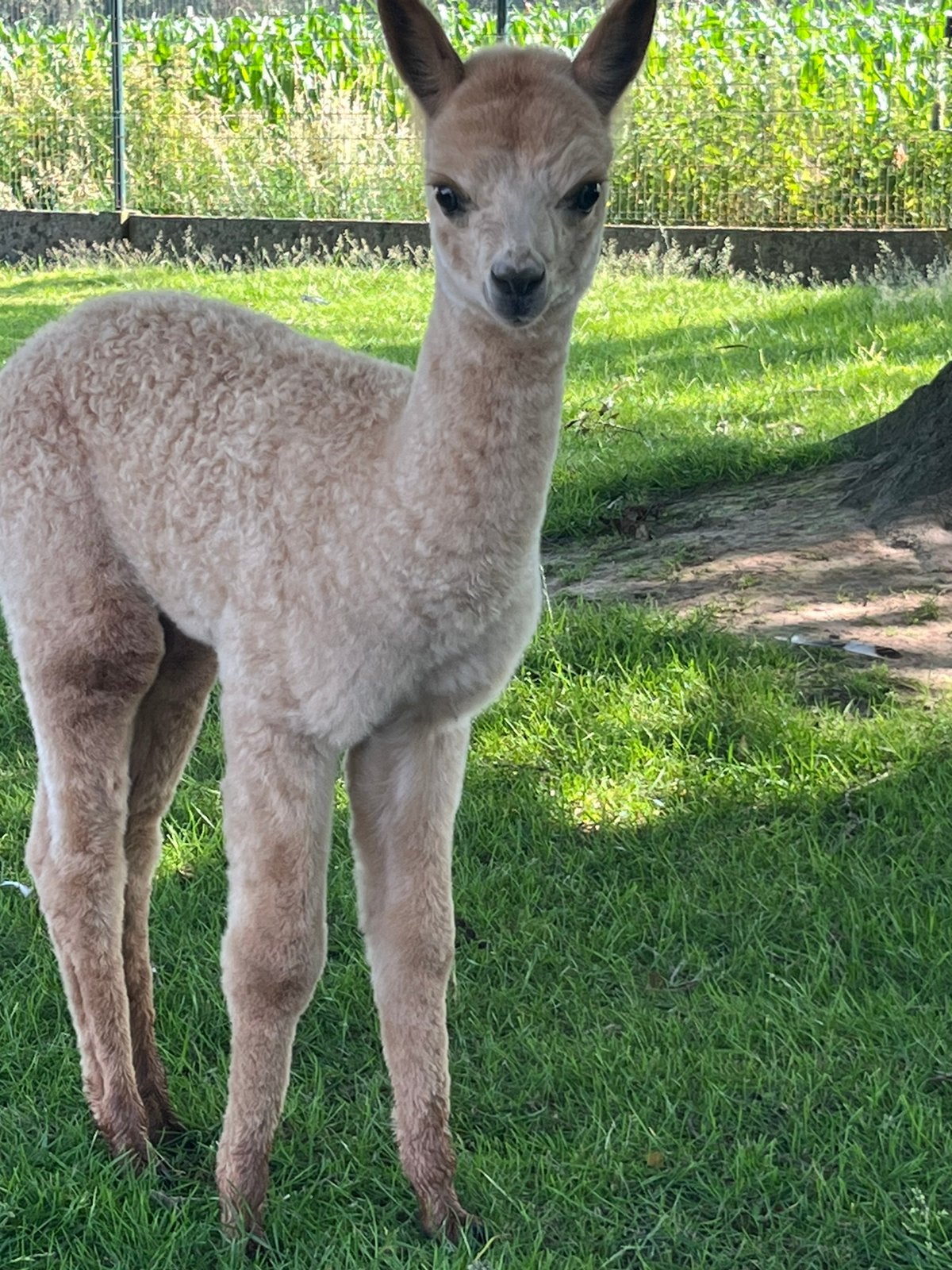 Alpacas veulens, Dieren en Toebehoren, April, Meerdere dieren