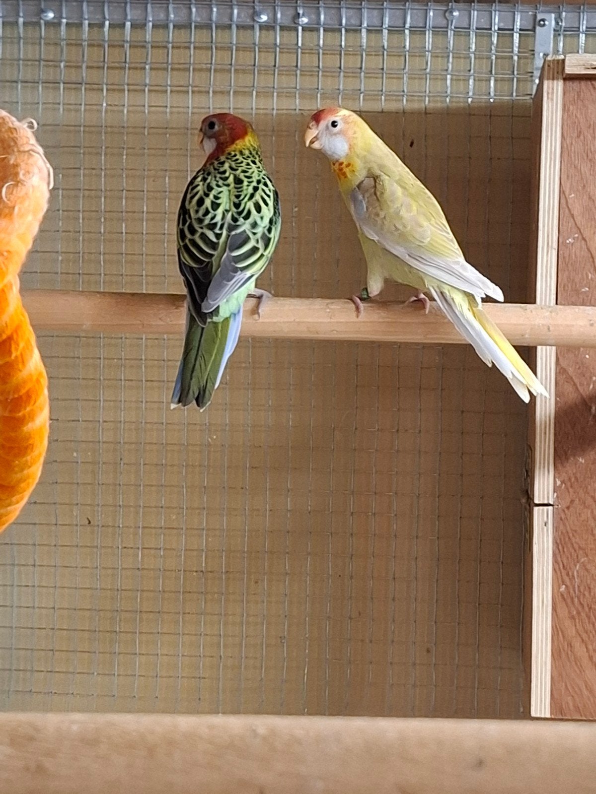Rosellas met vaste voetring 2026, Dieren en Toebehoren, Meerdere dieren, Parkiet, Geringd