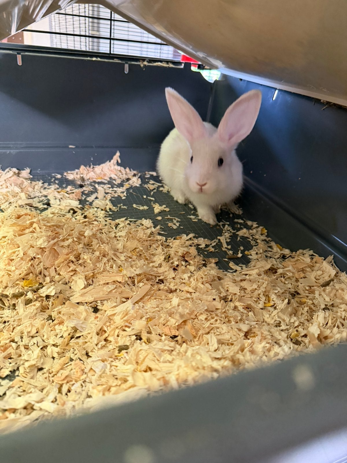 Dwergkonijnen, Dieren en Toebehoren, Konijnen, Meerdere dieren, Klein, 0 tot 2 jaar
