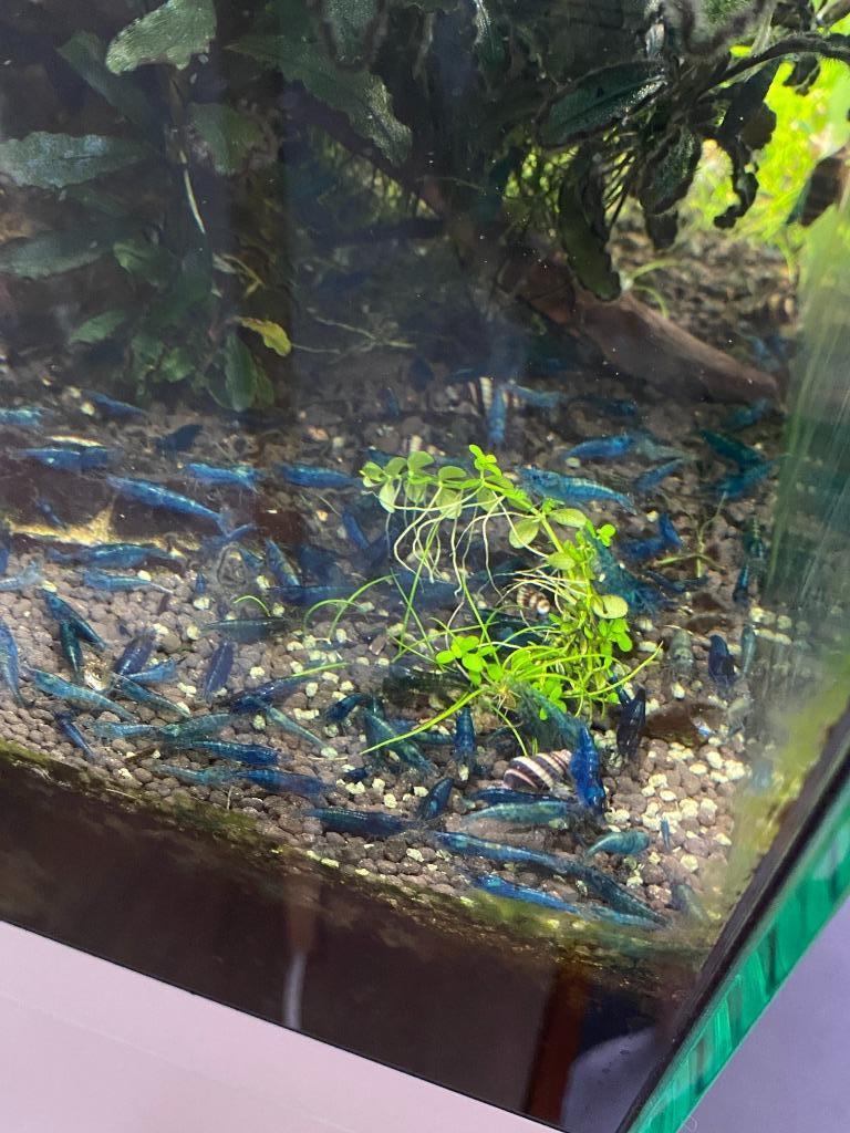 neocaridina blue dream, Dieren en Toebehoren, Kreeft, Krab of Garnaal, Zoetwatervis