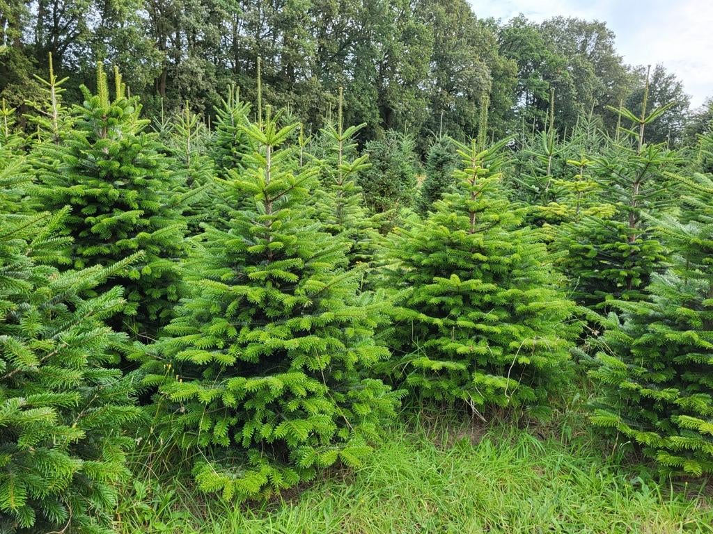 Kerstbomen, Ophalen
