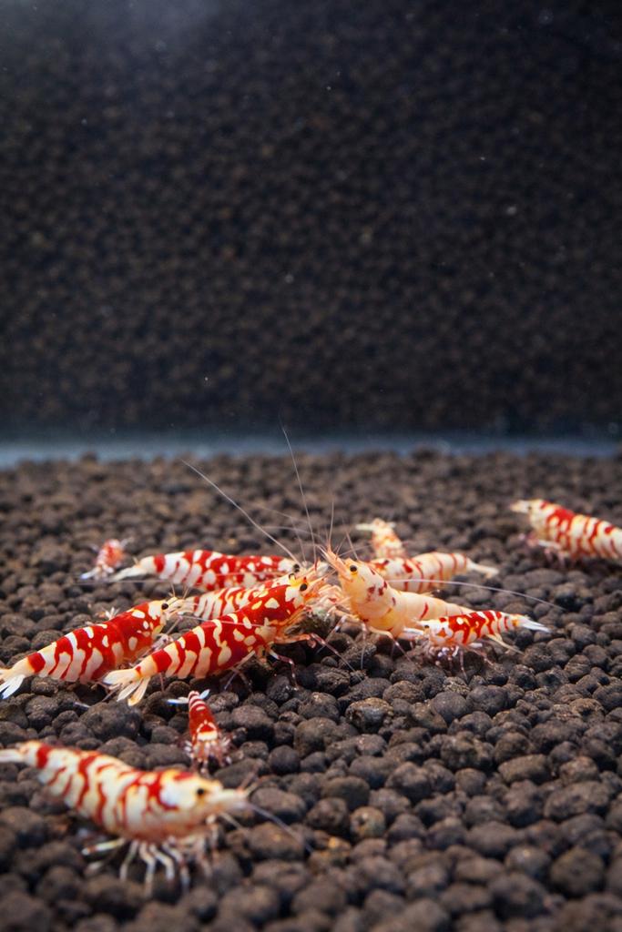 Red fancy tiger