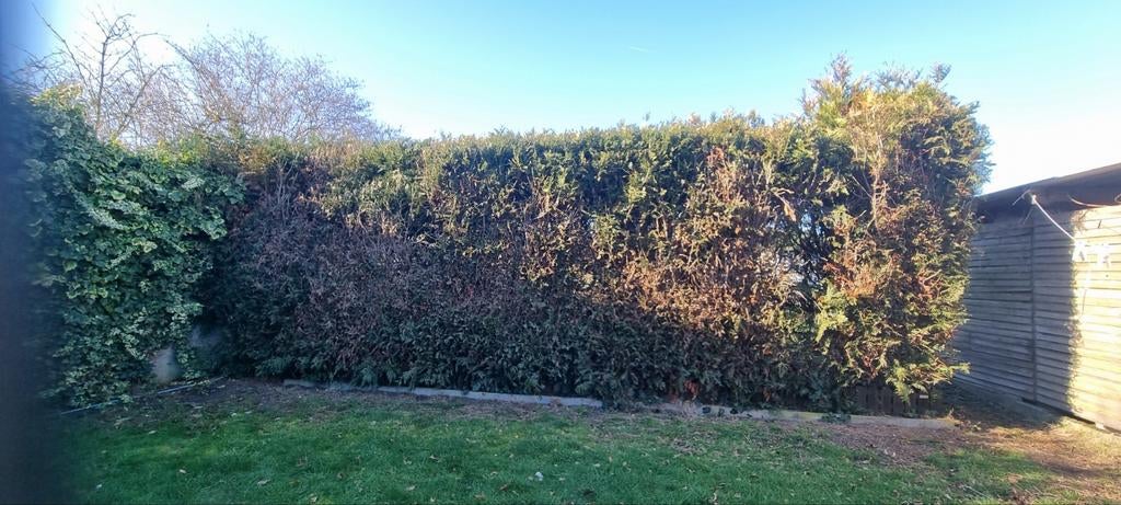 Coniferen gratis, Enlèvement