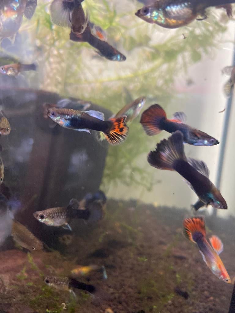 Guppy’s mannen en vrouwen