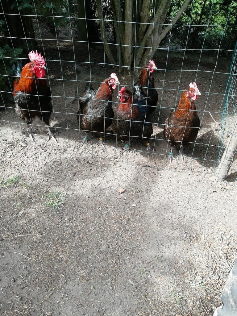 Broedeieren marans zwart koperhals