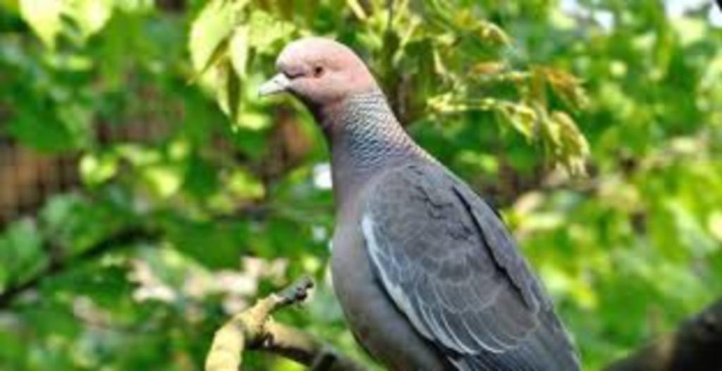 Picazuro duif, Meerdere dieren, Overige soorten