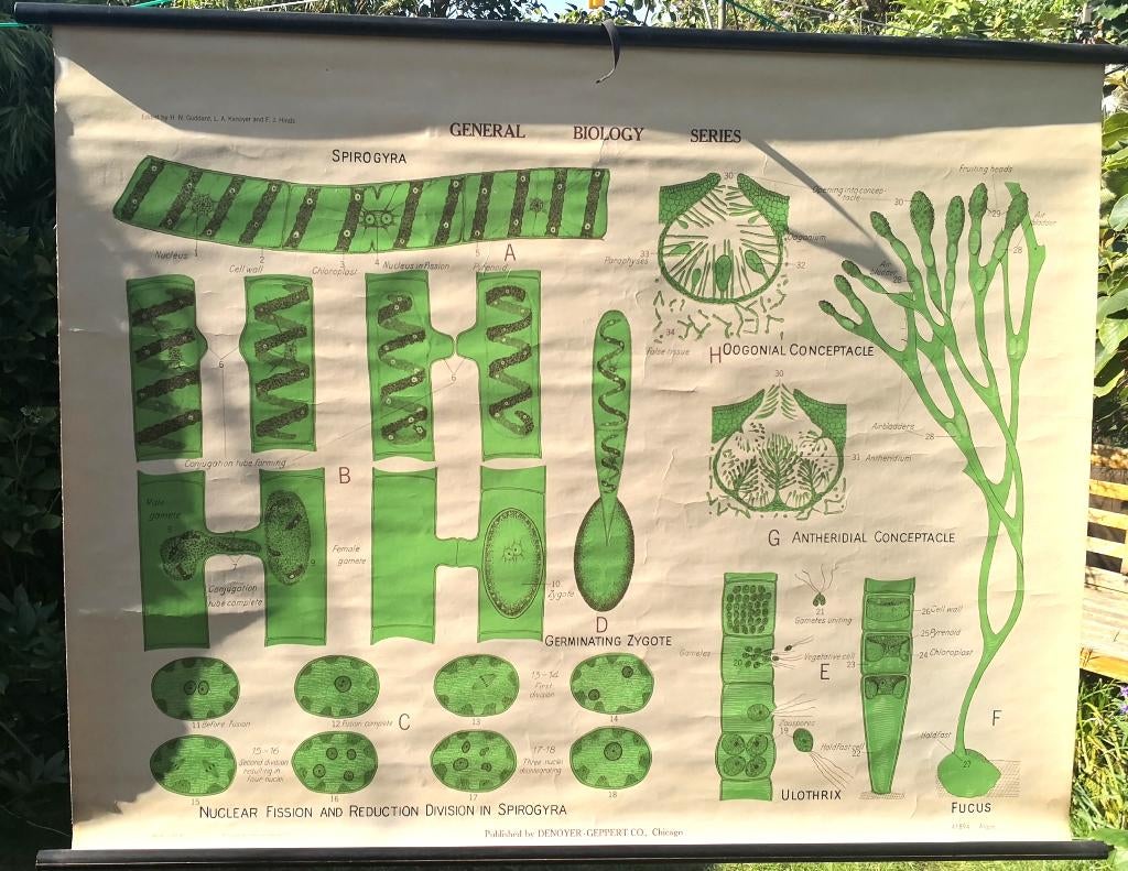 4 oude schoolkaarten, Antiek en Kunst, Ophalen, Natuur en Biologie