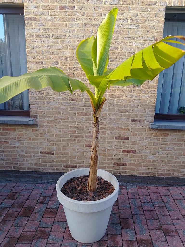 Banaanboom/plant met pot(winterhard), Tuin en Terras, Ophalen