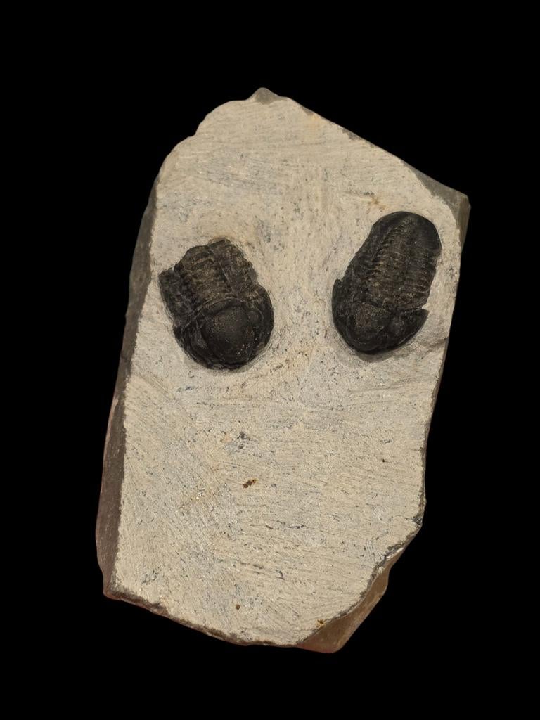 Dubbele trilobiet uit marokko 8 cm matrix., Verzamelen, Mineralen en Fossielen, Ophalen of Verzenden, Fossiel