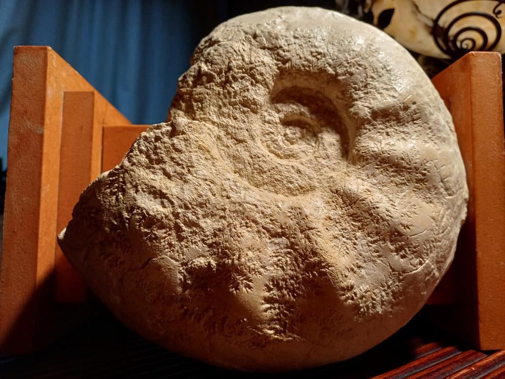 Mooie ammoniet uit Frankrijk - fossiele inktvis, Verzamelen, Ophalen of Verzenden, Fossiel