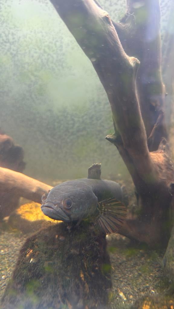 gratis vissen, Dieren en Toebehoren, Vissen | Aquariumvissen
