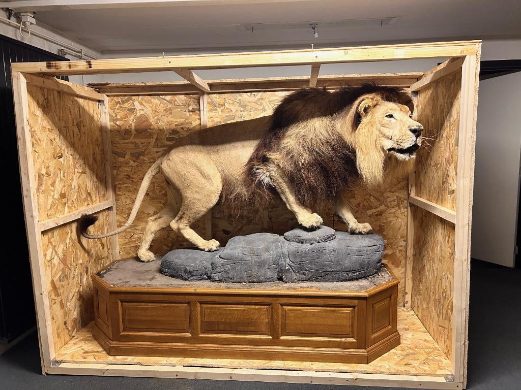 Opgezette Afrikaanse leeuw - taxidermie, Verzamelen, Ophalen, Zo goed als nieuw, Overige soorten, Opgezet dier