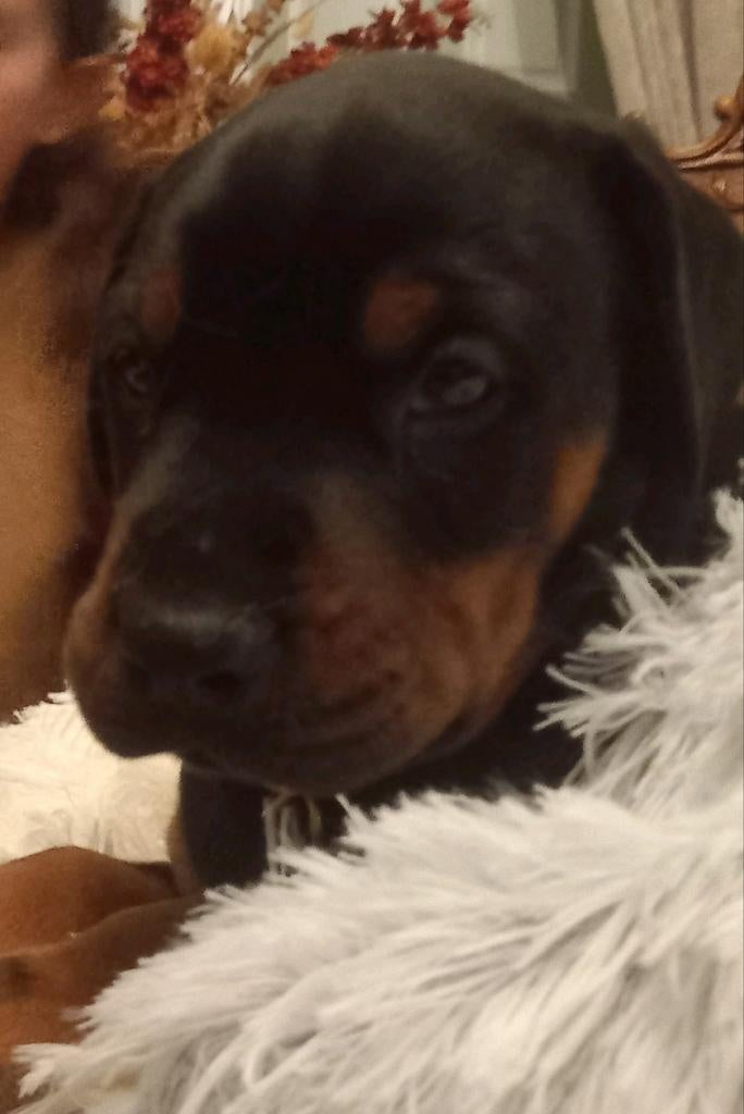 Dobermann puppy's, België, Fokker | Hobbymatig, Overige rassen, 8 tot 15 weken