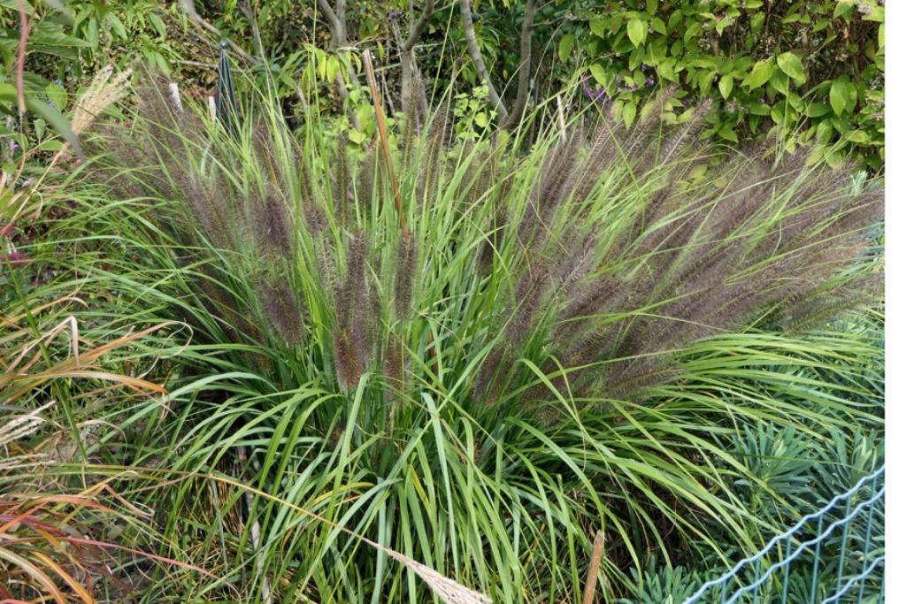 pennisetum, Tuin en Terras, Ophalen