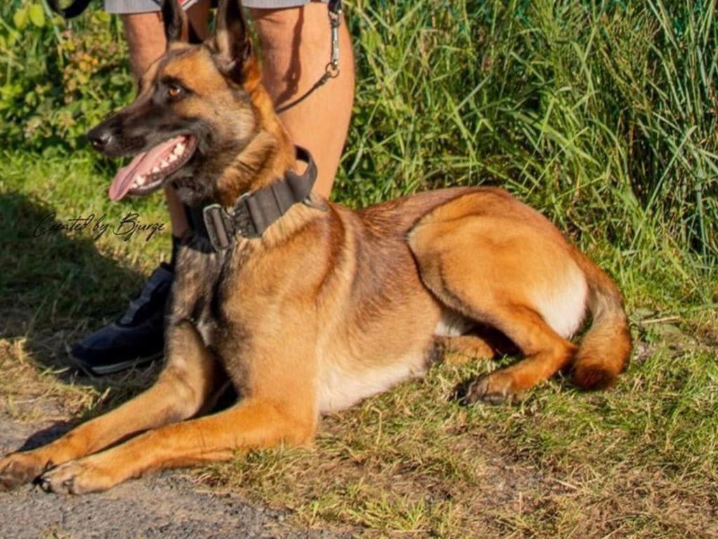Collier militaire tactique pour chien - MIA K9, Enlèvement ou Envoi, Fait main, Utilisé