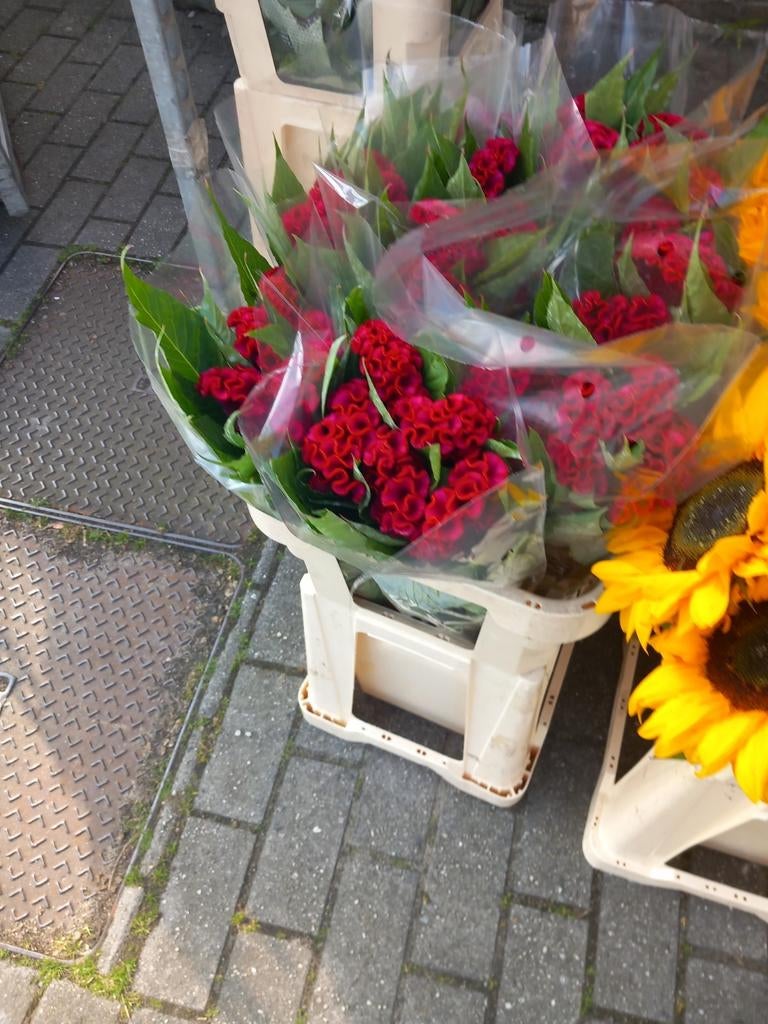 Wie kan mijn bloemen naar de markt voeren met zijn camionet