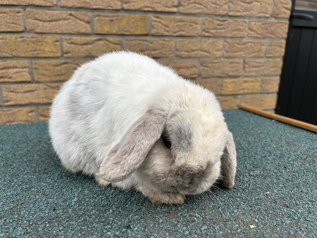 Minilop ram, Dieren en Toebehoren, Konijnen, Mannelijk, Klein, Hangoor, 0 tot 2 jaar