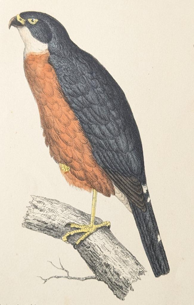 hand ingekleurde litho havik 1874 - Accipiter hartlaubii, Ophalen of Verzenden