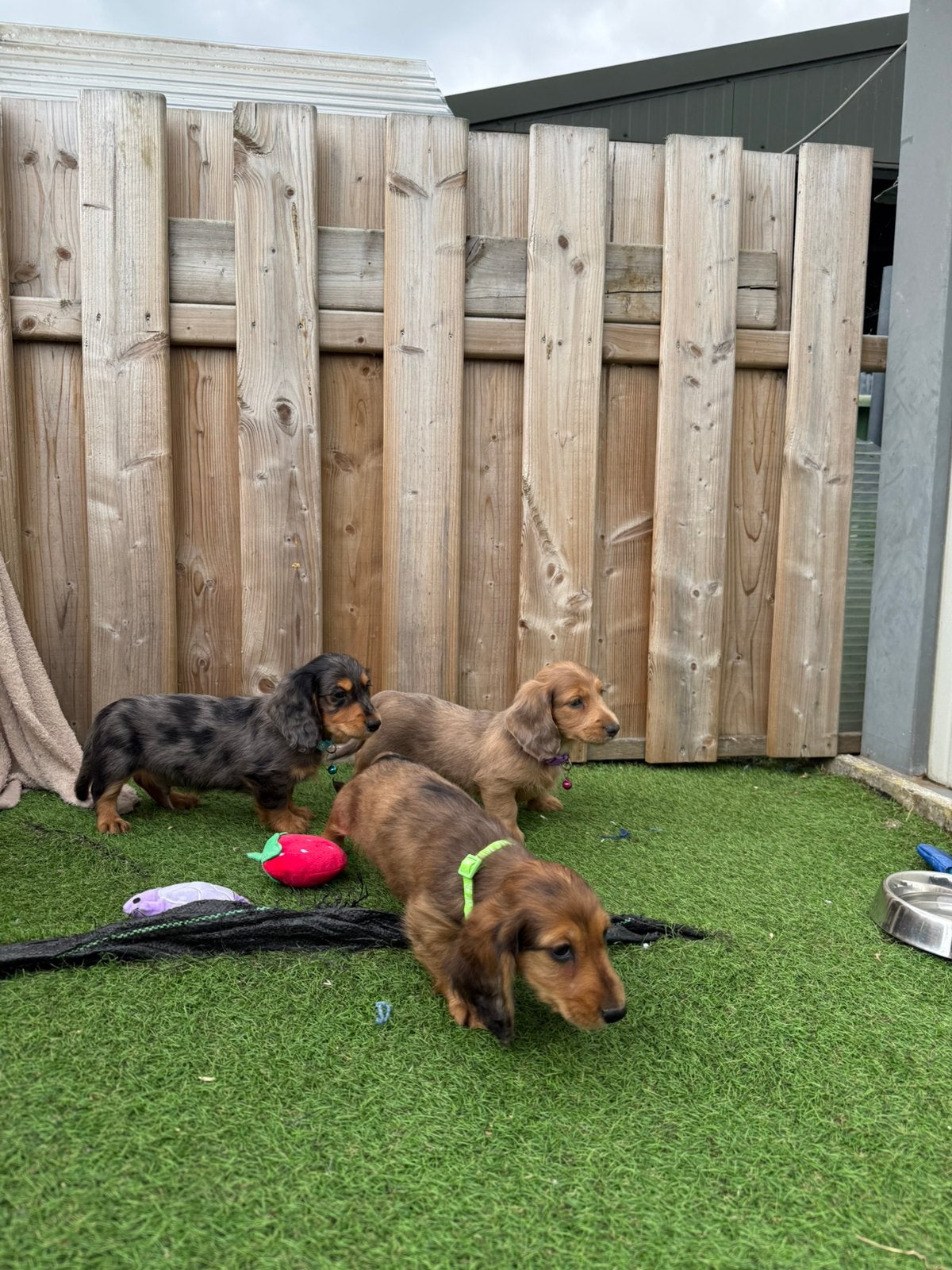 Mooie langharige dwergteckel pups, Dieren en Toebehoren, Parvo, België, Reu, 8 tot 15 weken