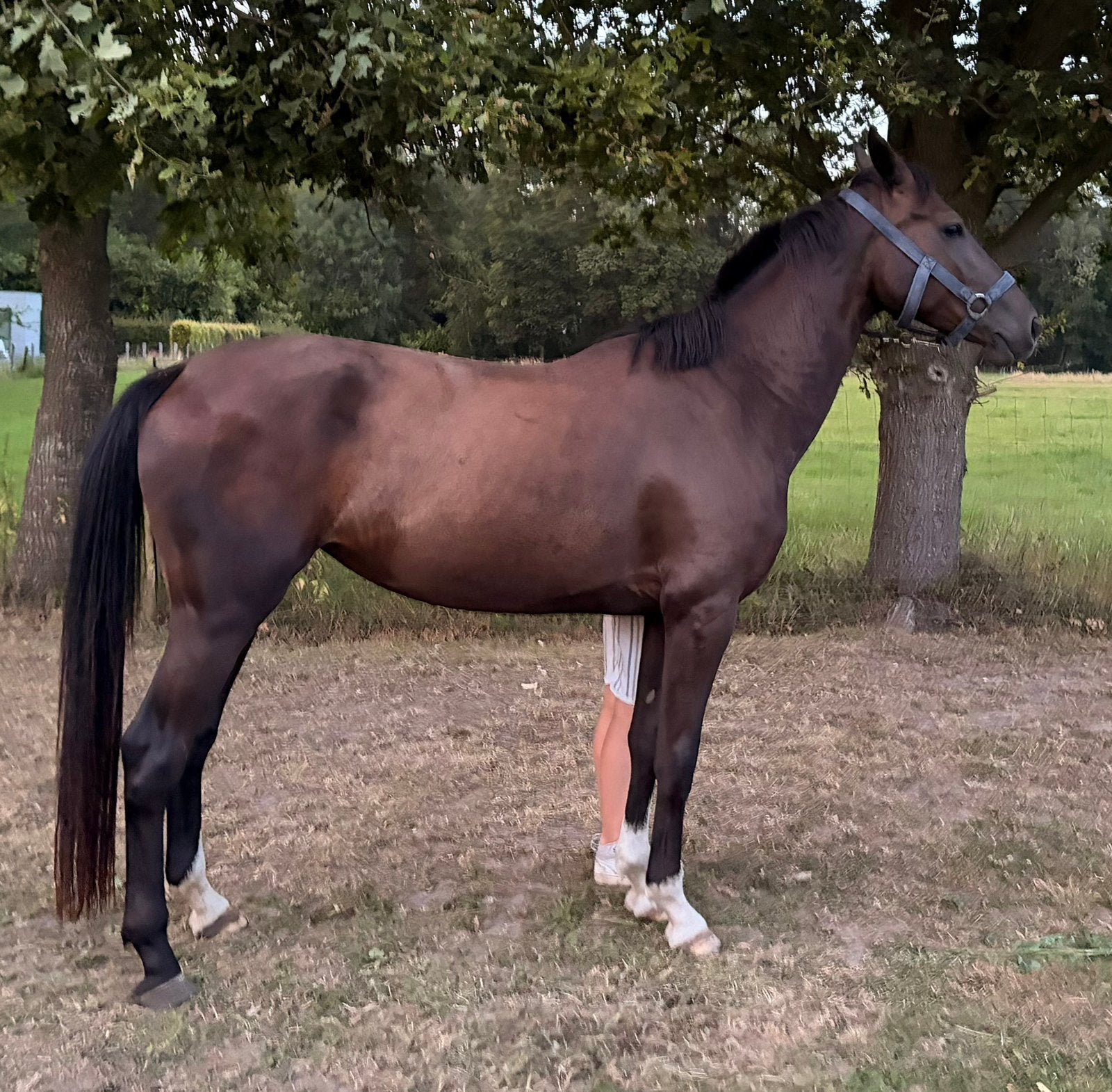 Fantastische springmerrie 4 jaar, Débourré, 165 à 170 cm, Cheval de saut, Avec pedigree