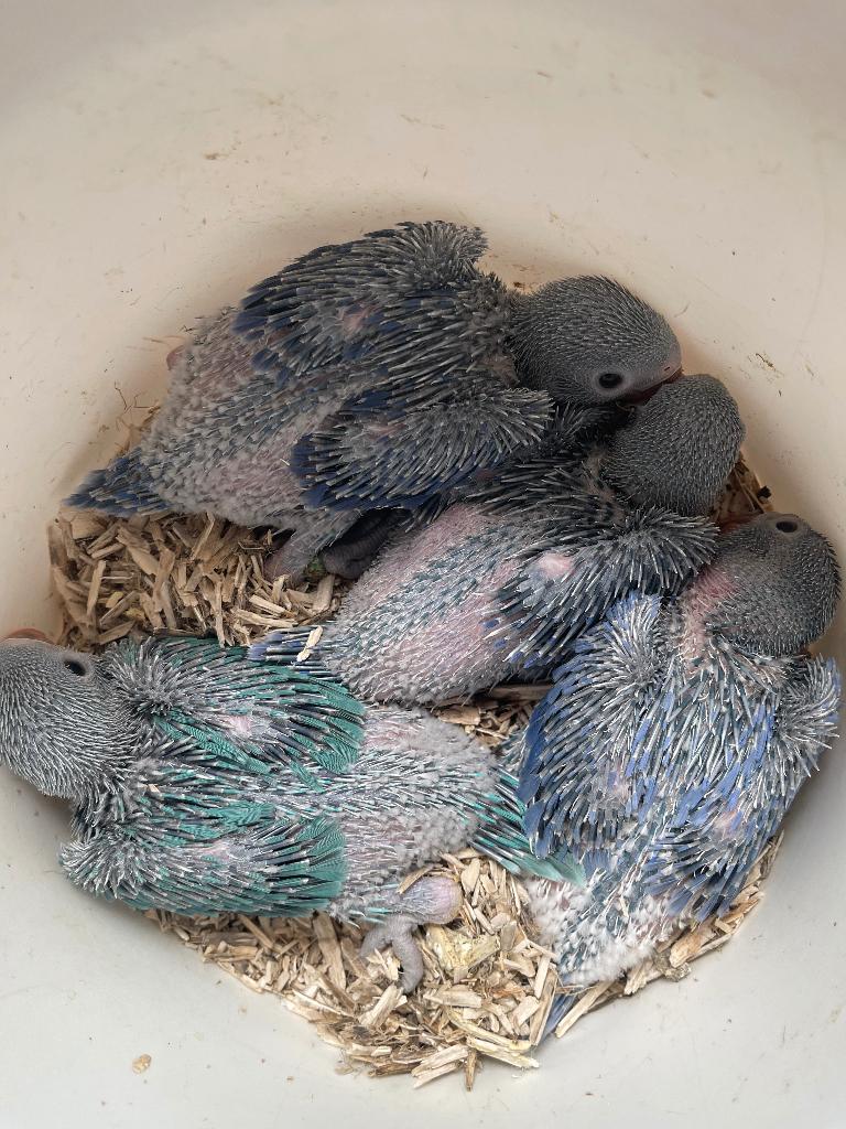 Halsbandparkiet, Dieren en Toebehoren