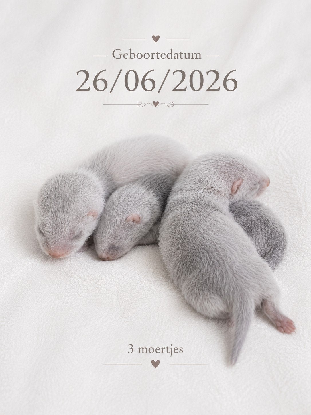 Liefdevol opgevoede frettenpups beschikbaar, Fret, Juni, Meerdere dieren, Tam