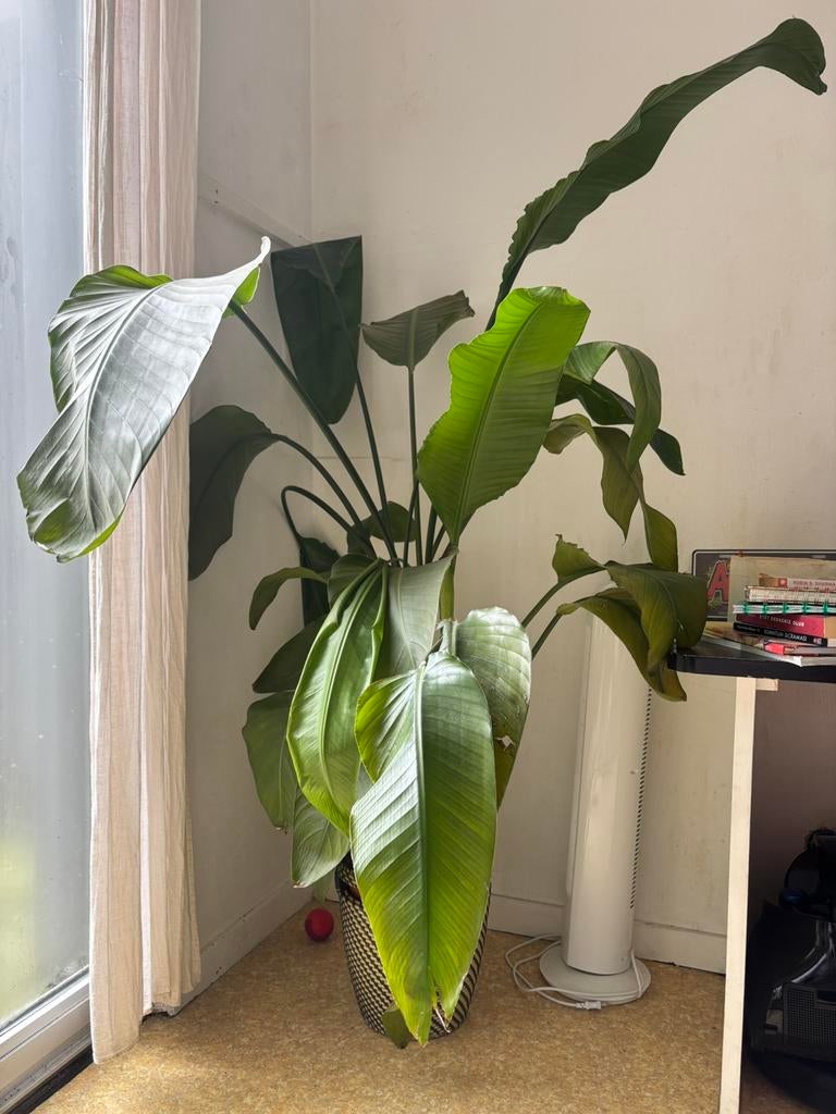 Strelitzia plant van Ikea, Enlèvement