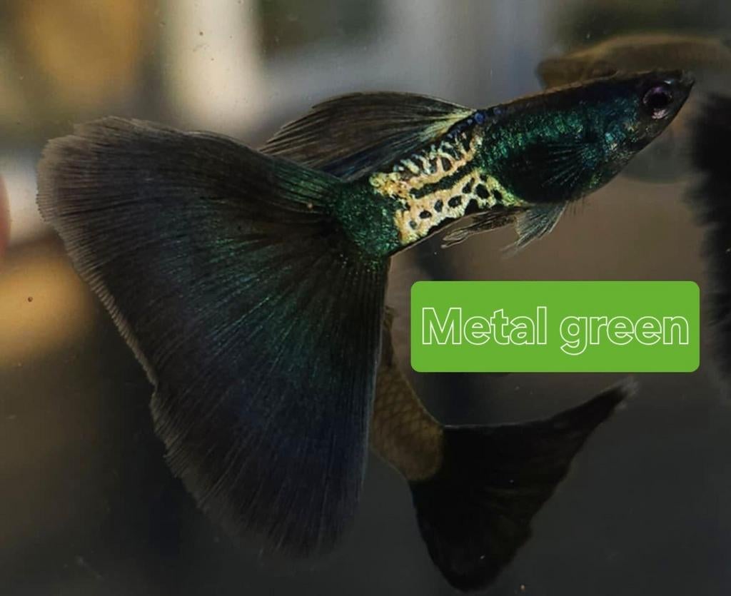 Raszuiver guppen, Dieren en Toebehoren, Ophalen of Verzenden