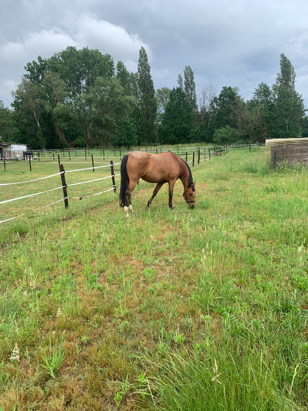 ‼️GEZOCHT‼️ Wandelpaardje, Animaux & Accessoires, Chevaux, Hongre, Débourré, 160 à 165 cm, 7 à 10 ans, Cheval de récréation, Avec puce électronique