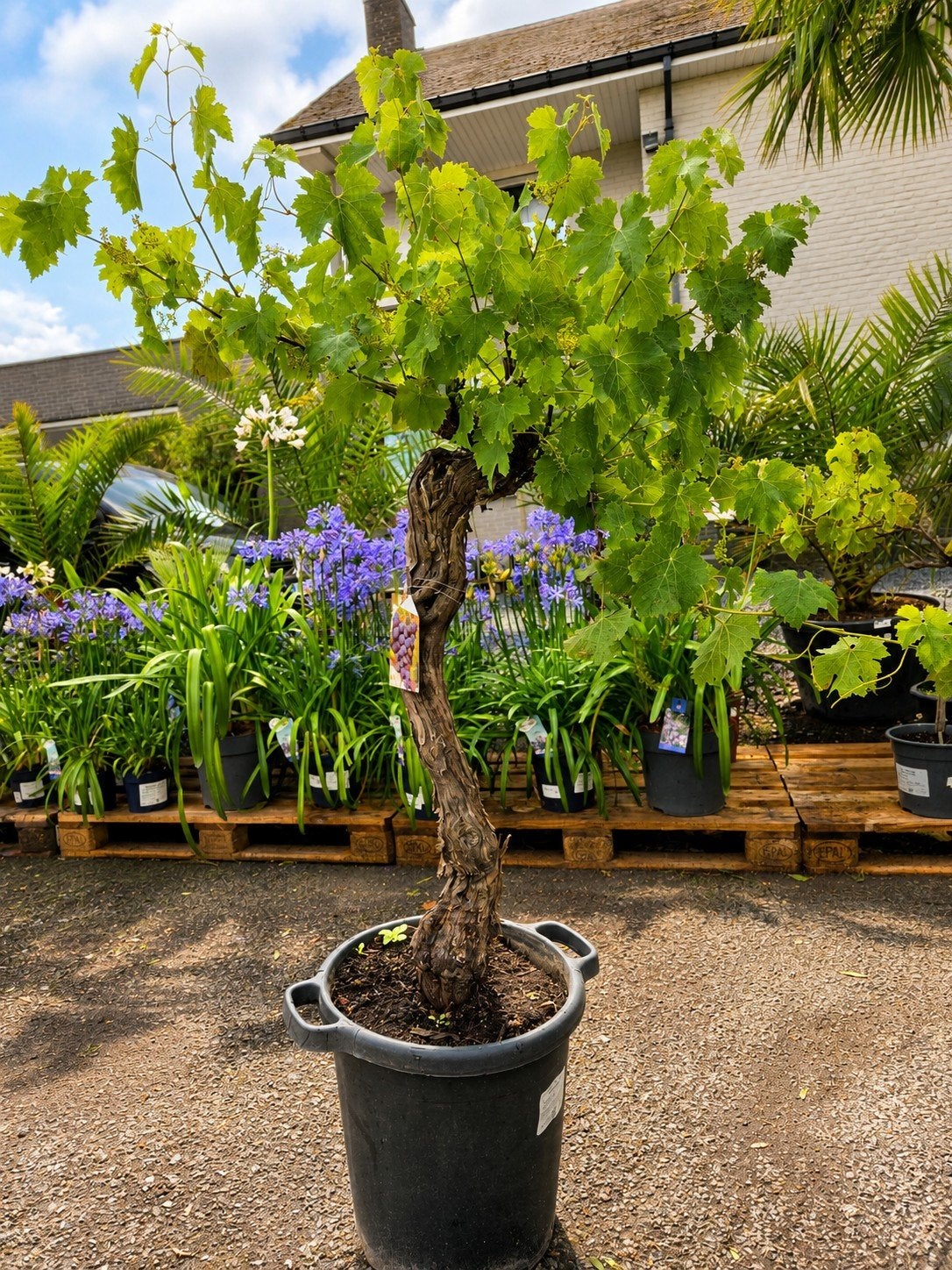 Druivelaar Bonsai - rode Druivelaar, Tuin en Terras, Planten | Bomen, Ophalen