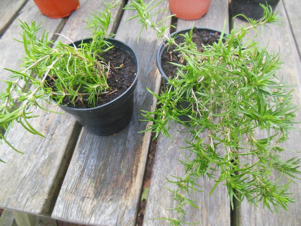 Phlox subulata ‘Emerald Cushion Blue’ – Kruipphlox, Tuin en Terras, Ophalen, Bodembedekkers, Volle zon, Vaste plant