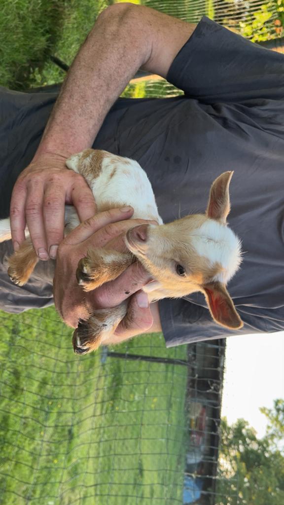 Dwerggeiten, Mai, Plusieurs animaux