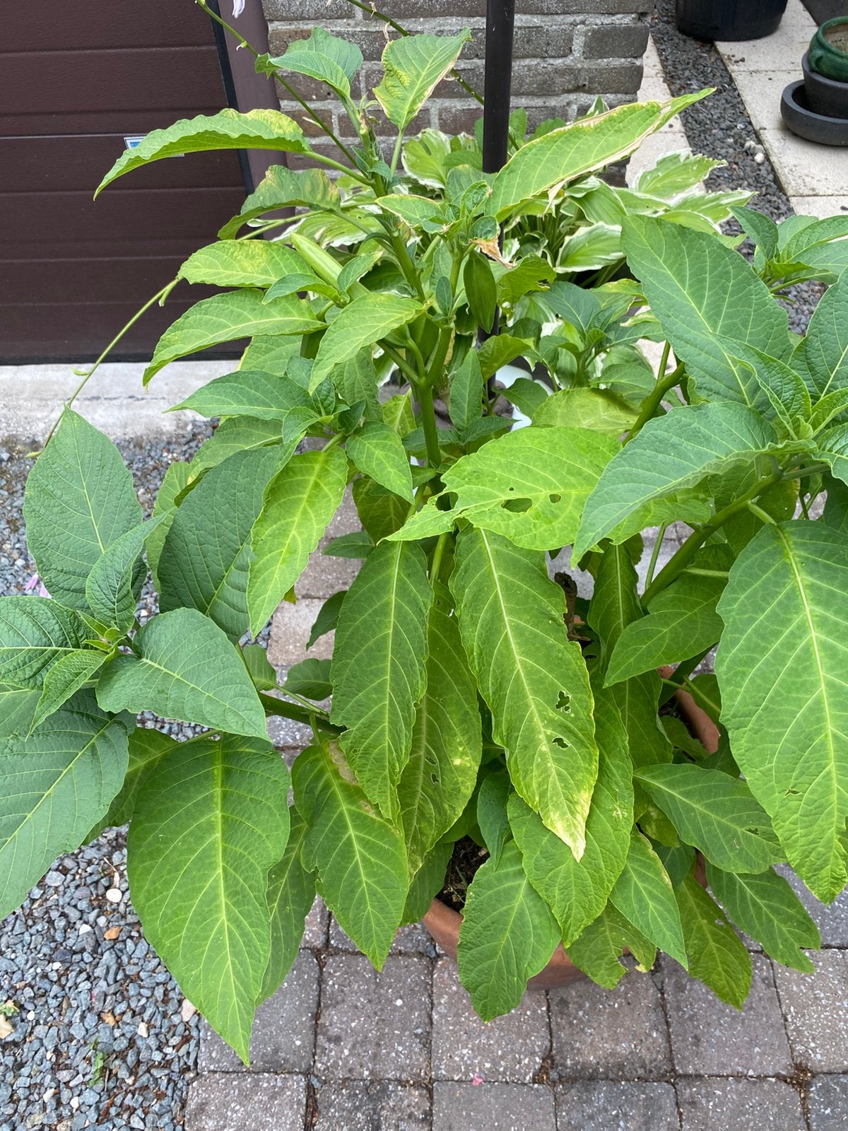 tuinplanten, Tuin en Terras, Ophalen