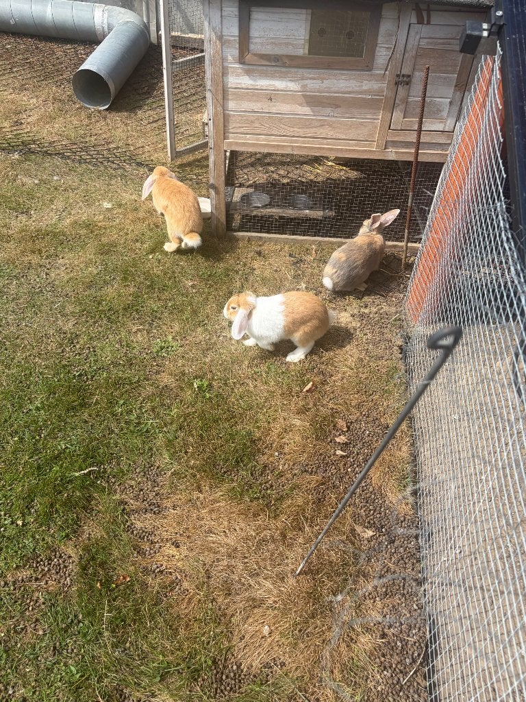 Jonge konijnen, Meerdere dieren, Klein, Hangoor, 0 tot 2 jaar