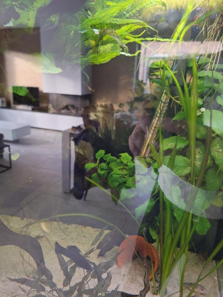 4 black molly's, Dieren en Toebehoren, Vissen | Aquariumvissen