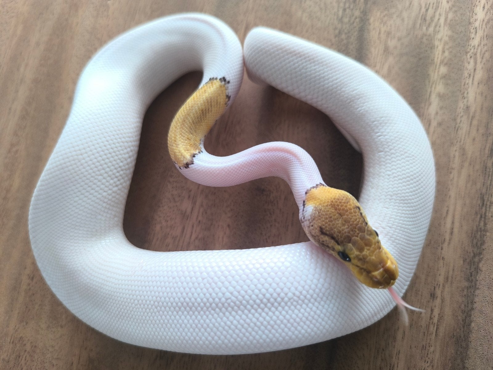 0.1 special pastel pinstripe pied het axanthic vpi 2025, Animaux & Accessoires, Reptiles & Amphibiens
