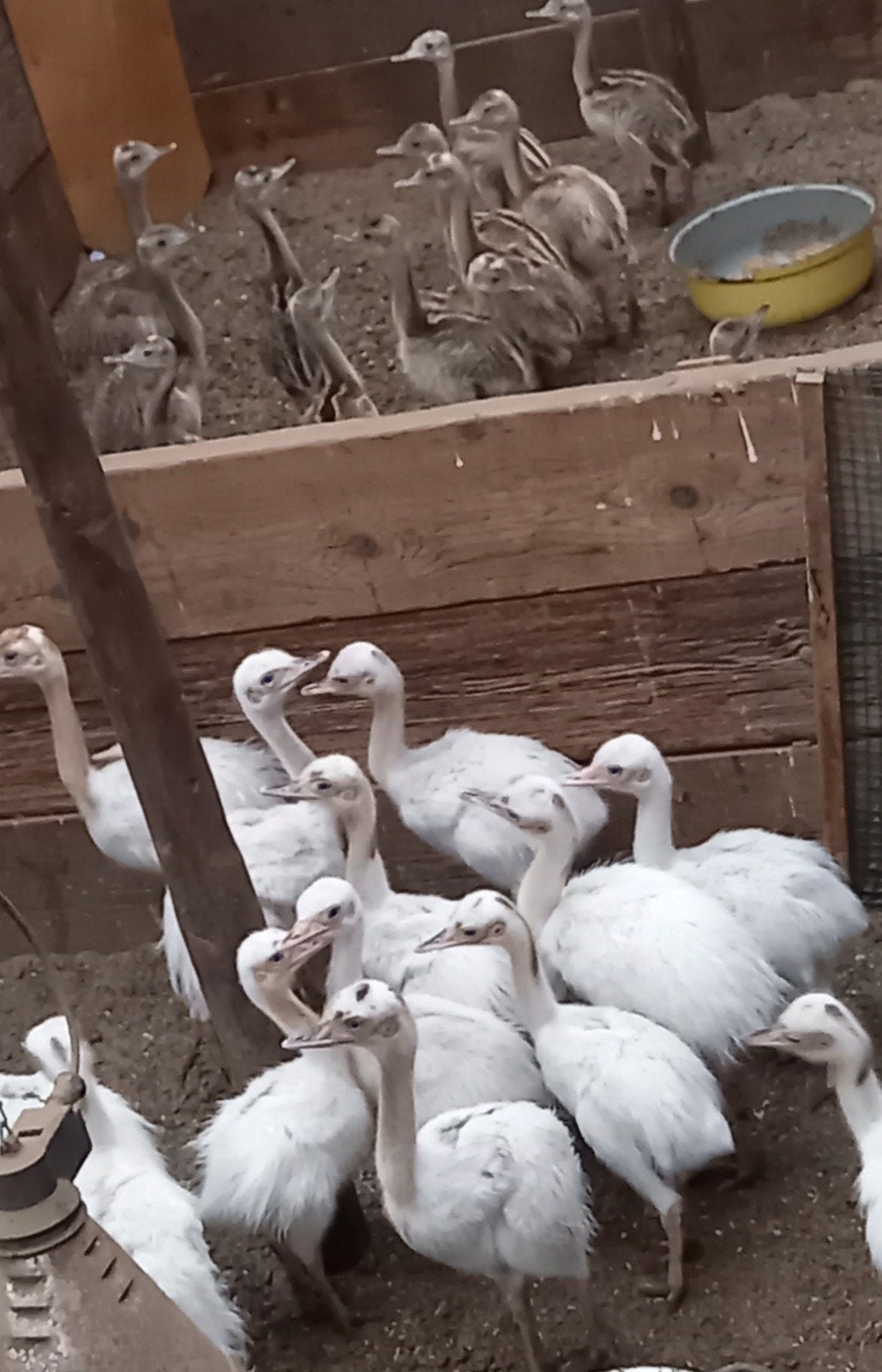 nando, sexué, non apparenté, Animaux & Accessoires, Volatiles, Plusieurs animaux, Autres espèces