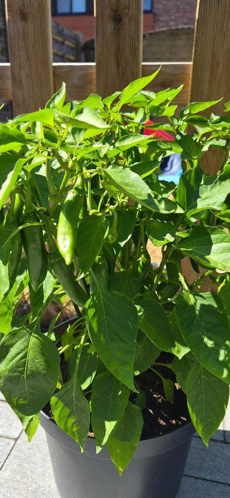 Spaanse peper planten, Tuin en Terras, Ophalen, Volle zon, Eenjarig, Kruiden