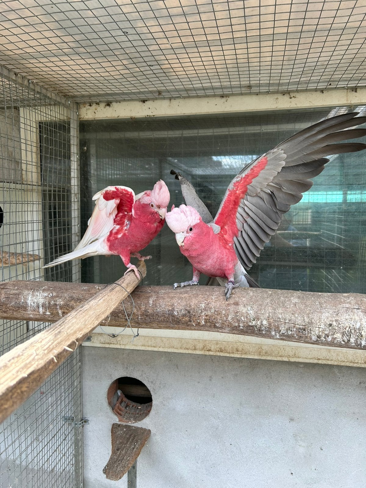 Brr Couple Cacatoos Rosés Split X Lutino, Animaux & Accessoires, Plusieurs animaux, Perroquet, Bagué