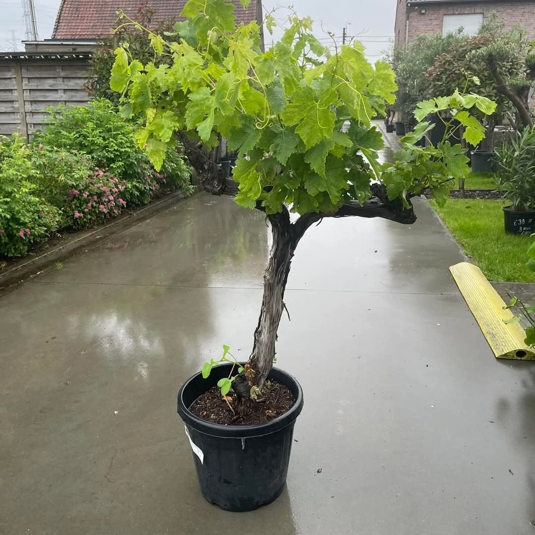 ‼️druivelaars rechtstreekse import spanje ‼️, Tuin en Terras, Ophalen