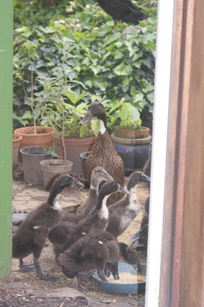 Indische loopeenden, Dieren en Toebehoren, Pluimvee, Eend, Meerdere dieren